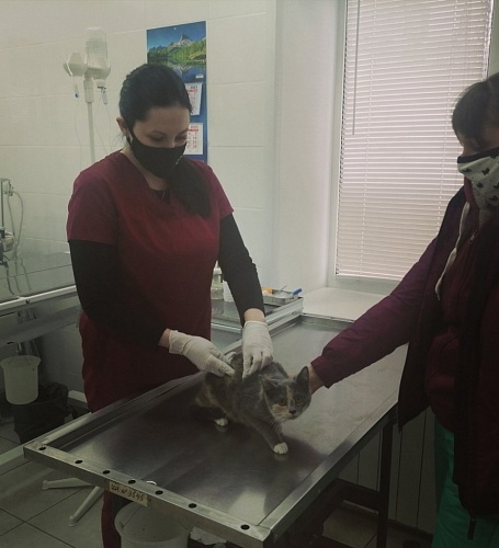 Выездная вакцинация от бешенства пройдет в Канавинском районе Нижнего Новгорода 29 марта