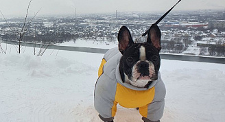 Нижегородские ветеринары рассказали об особенностях прогулок с собаками в мороз