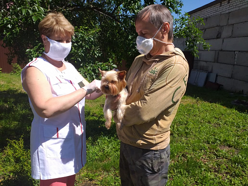 Домашних животных бесплатно вакцинируют до 28 апреля в Приокском районе Нижнего Новгорода