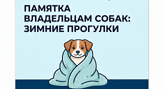Ноябрьские холода — время особой заботы о собаках
