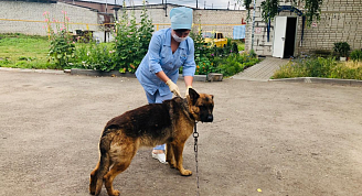 График весенней бесплатной выездной вакцинации кошек и собак от бешенства в Автозаводском районе Нижнего Новгорода