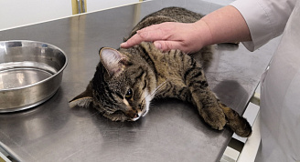 Акция по льготной стерилизации кошек под названием «День волонтера» стартовала в Нижегородской области
