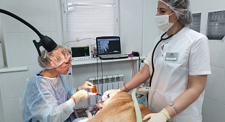 Более 2 000 стоматологических услуг оказали специалисты госветслужбы Нижегородской области домашним питомцам в 2022 году