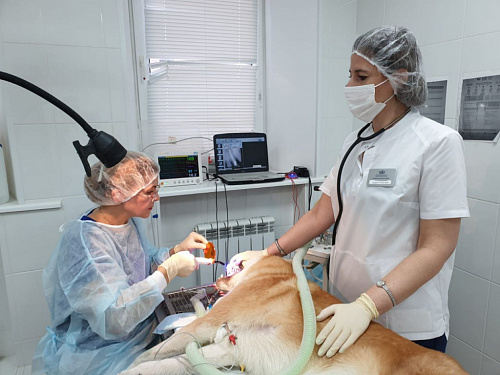 Более 2 000 стоматологических услуг оказали специалисты госветслужбы Нижегородской области домашним питомцам в 2022 году